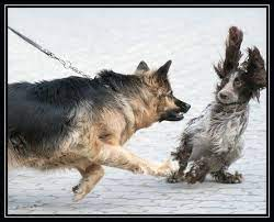 chien agressif