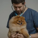 manipulation et soins animaliers