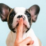 reeducation du chien à saint cloud dans les hauts de seine