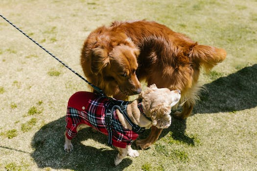 2-chiens-se-rencontrent