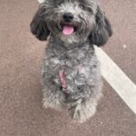 Nova et Sophie, caniche nain