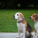 Beagle en séance de dressage