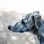 jeune lévrier adolescent en séance d'éducation