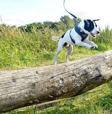 chien sautant des troncs d'arbres dans la nature dogparkour