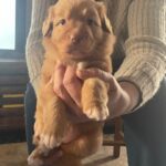 Accueillir un chiot une grande aventure