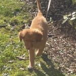 Vanna chiot Nova Scottia 3 mois