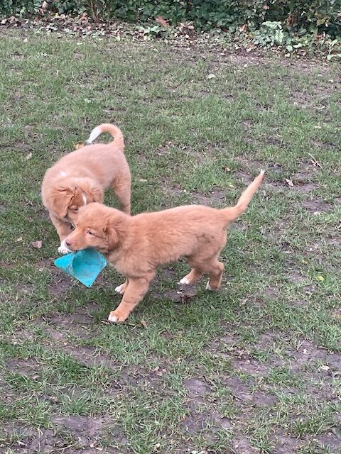 Chiots qui jouent
