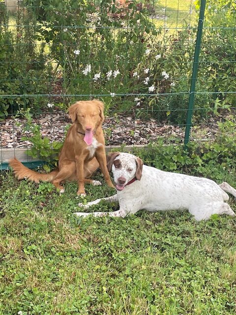 Foyer multi chien : comment assurer une bonne entente entre 2 chiens qui n'ont pas demandé à vivre ensemble