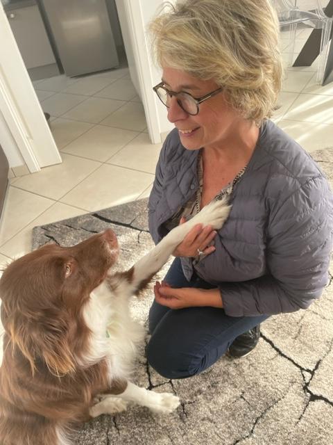 Education canine avec un border collie