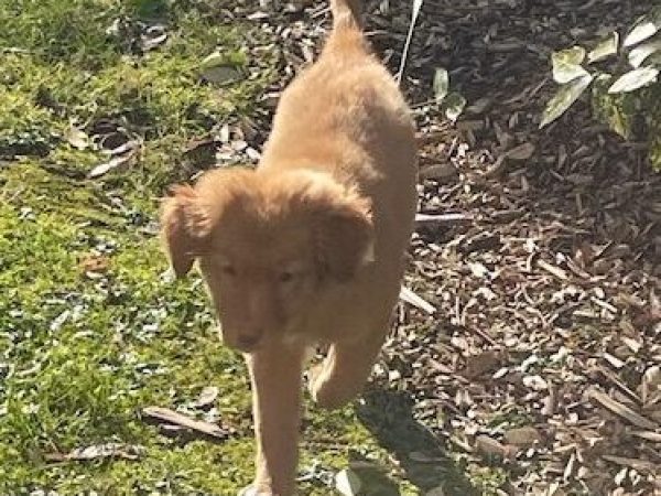 Ecole-du-chiot-1 Vanna chiot Nova Scottia 3 mois
