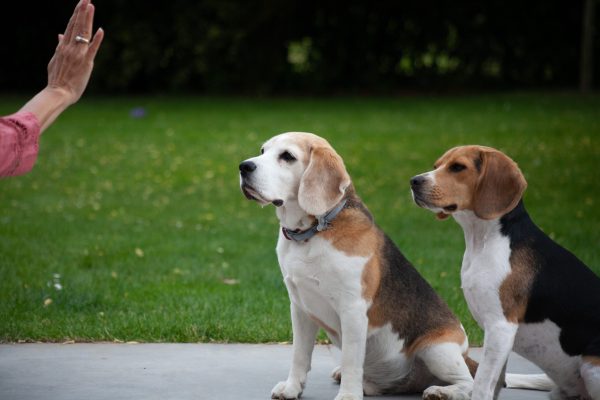 Beagle-dressage-education Beagle en séance de dressage